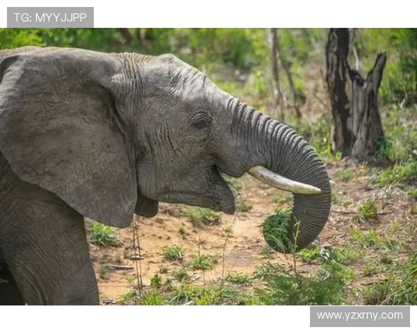 《探讨体育竞技中的科技创新与运动员训练新方法的融合发展》
